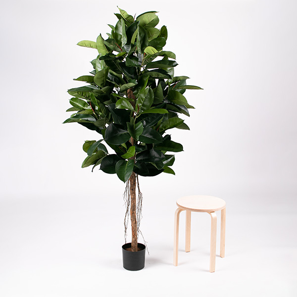 Silkki Kumipuu 170 cm – näyttävä silkkikasvi, jossa isot kiiltävät lehdet ja puinen runko.