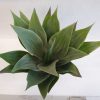 Silkki Agave 45 cm – aidon näköinen tekokasvi vaaleanvihreillä, hieman harmahtavilla lehdillä
