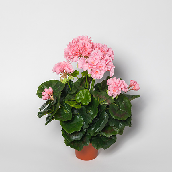 Silkki Pelargonia vaaleanpunainen 35 cm – aidonnäköinen tekokukka vaaleanpunaisin kukinnoin ja vihreillä taivuteltavilla lehdillä.