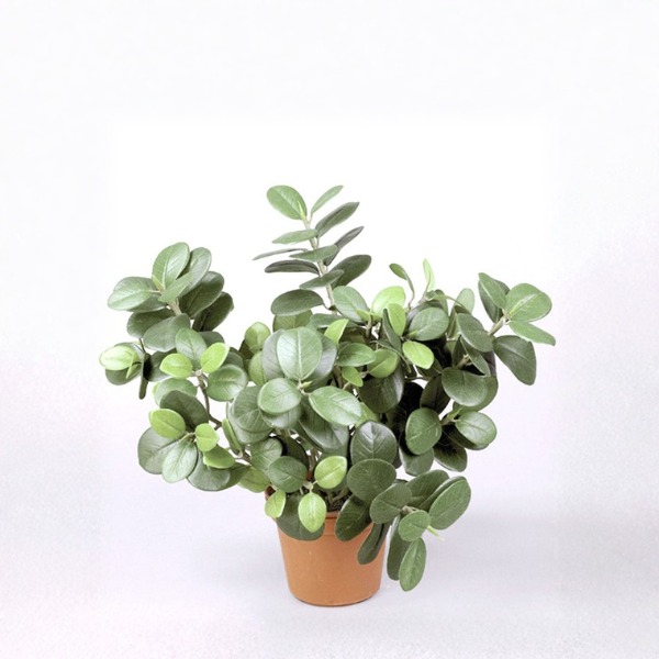 Silkki Ficus Panda 30 cm_tekokasvi_viherviisikkokauppa.fi