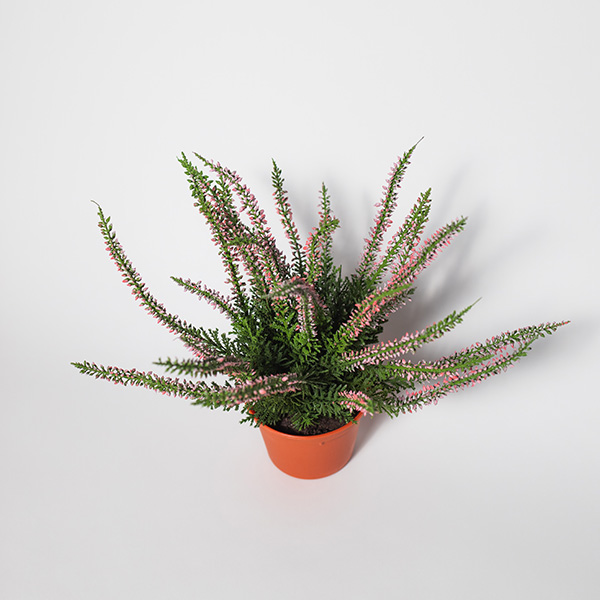 Silkki Kanerva vaaleanpunainen 30cm | Viherviisikkokauppa.fi