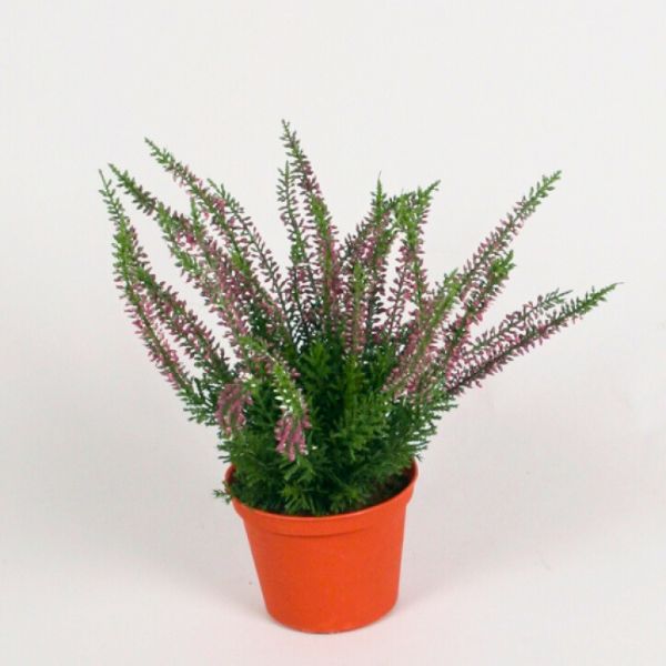 Silkki Kanerva purppura 30cm | Viherviisikkokauppa.fi