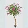 Silkki Bougainvillea 140cm on kaunis kukkiva koristepuu_viherviisikkokauppa.fi