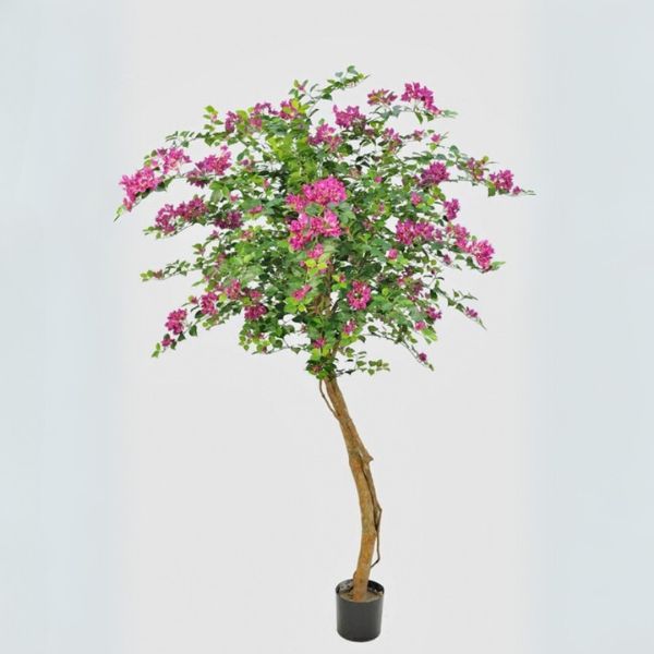 Silkki Bougainvillea 140cm on kaunis kukkiva koristepuu_viherviisikkokauppa.fi