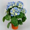 Silkki Hortensia vaaleansininen 40 cm – aidonnäköinen silkkikukka suurilla vaaleansinisillä kukinnoilla ja vihreillä lehdillä.
