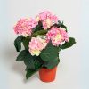 silkki hortensia vaaleanpunainen on kestävä ja kaunis tekokasvi_viherviisikkokauppa.fi