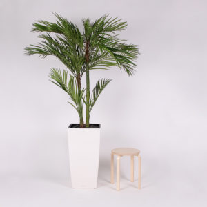 silkki areca-palmu pilariruukussa | silkkikasvi-istutus | viherviisikkokauppa.fi