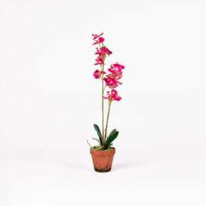 silkki phalanopsis | orkidea | violetti | viherviisikkokauppa.fi