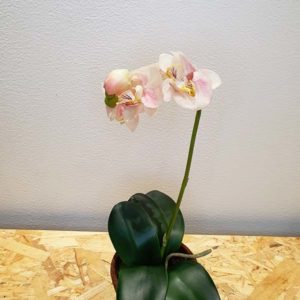 silkki orkidea