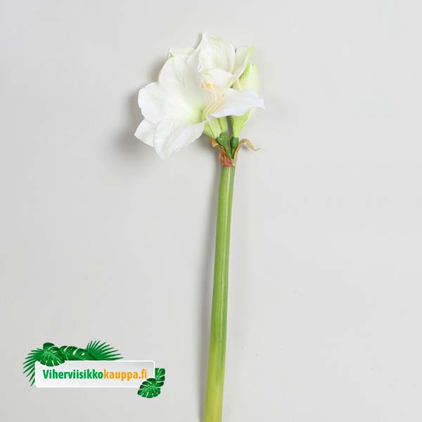 silkki amaryllis valkoinen 50 cm_viherviisikkokauppa.fi