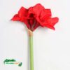Silkki Amaryllis