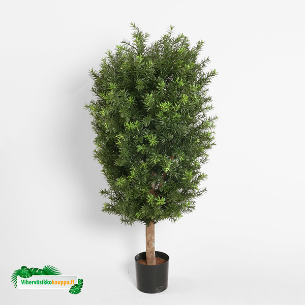 silkki marjakuusi_taxus_viherviisikkokauppa.fi