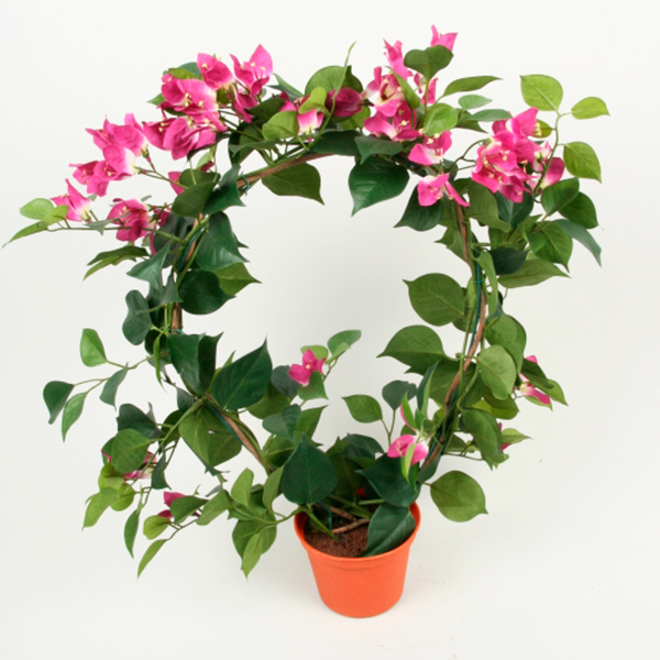 silkki bougainvillea
