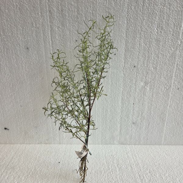 silkki rosmariini juurilla 40 cm_viherviisikkokauppa.fi