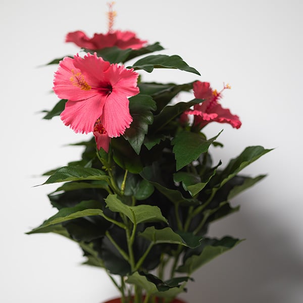 silkki kiinanruusu 42cm on tekokukka vaaleanpunaisilla kukilla.