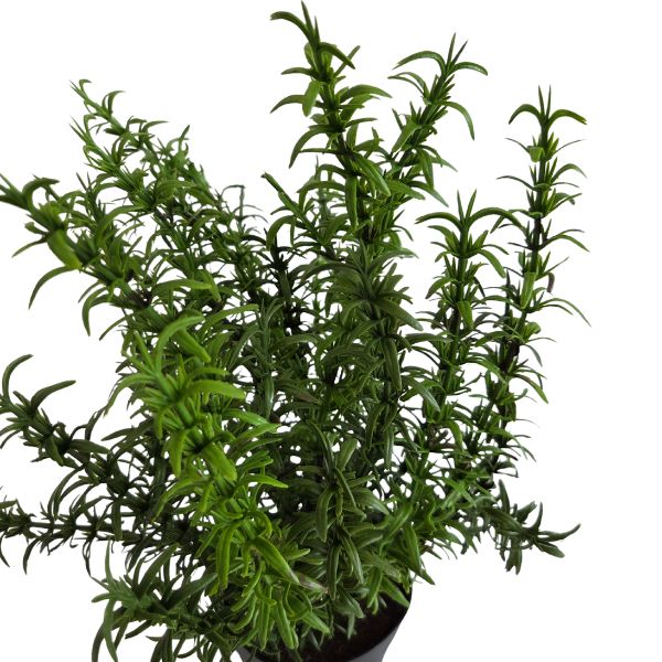 silkki rosmariini 35 cm_viherviisikkokauppa.fi