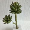 silkki echeveria mehiruusuke_viherviisikkokauppa.fi