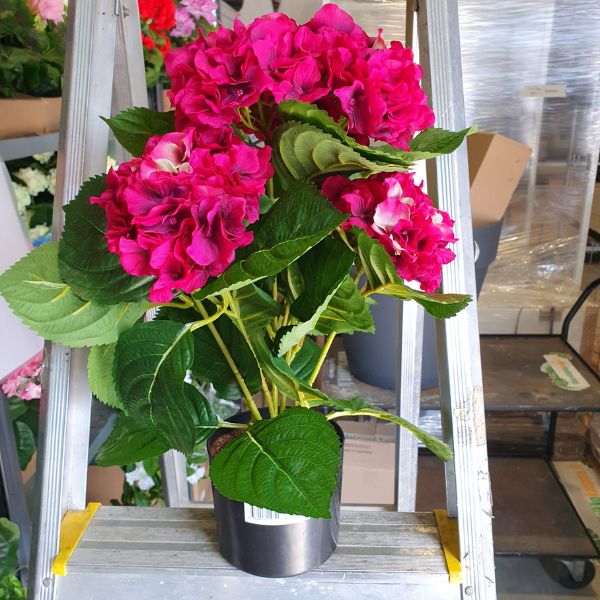 silkki hortensia viininpunainen 40cm_viherviisikkokauppa.fi