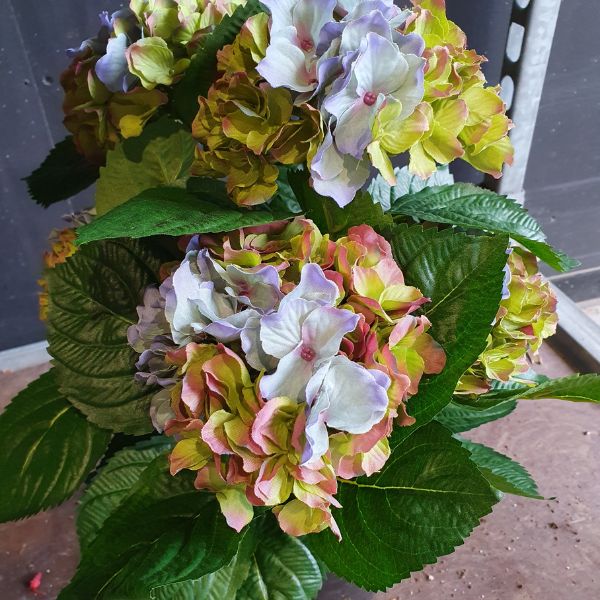 Silkki hortensia limensininen_viherviisikkokauppa.fi