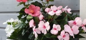 sesonki_silkkikasvi_viherviisikkokauppa.fi