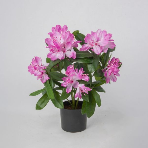 Silkki alppiruusu_viherviisikkokauppa.fi