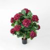 Tekokukka viininpunainen hortensia_viherviisikkokauppa.fi