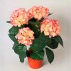 Silkki hortensia_lohenpunainen_viherviisikkokauppa.fi