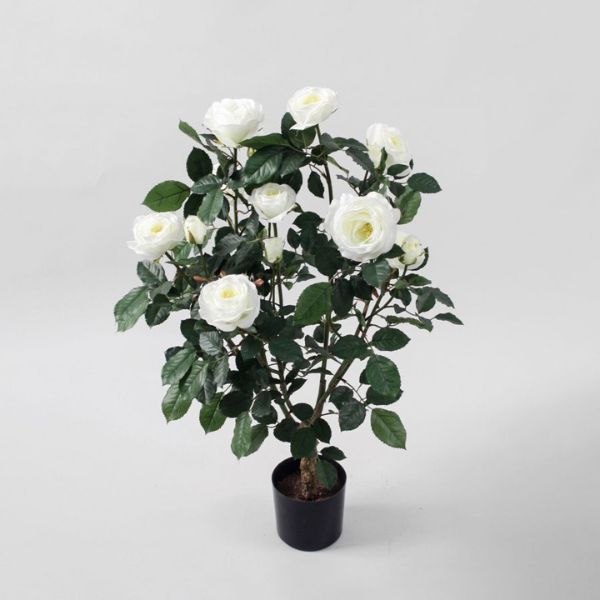 Silkki ruusupensas valkoinen_viherviisikkokauppa.fi