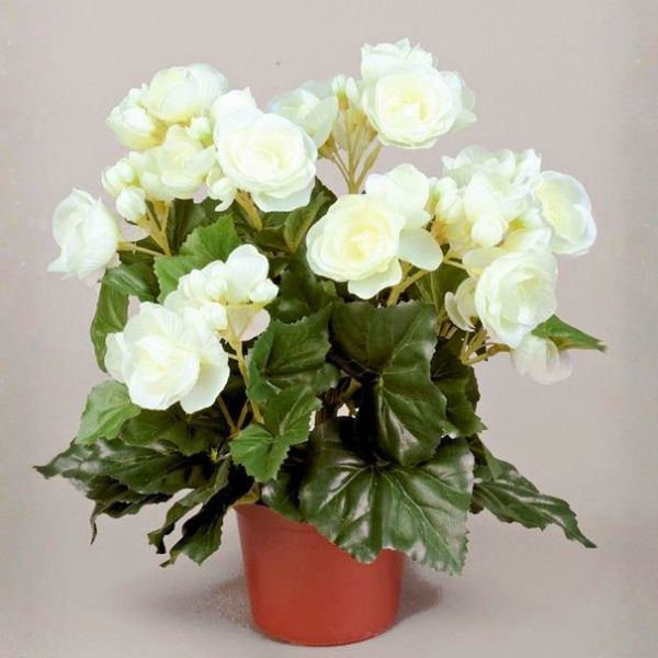 silkki ruusubegonia_valkoinen_viherviisikkokauppa.fi