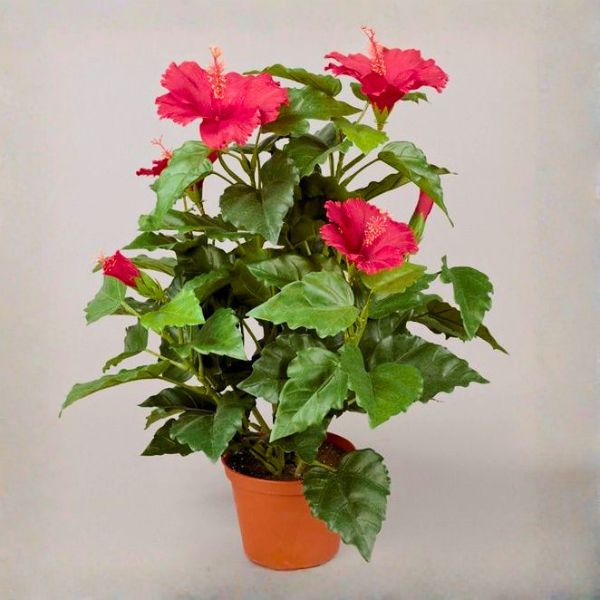 Silkki Kiinanruusu 42cm korallin värisillä kukinnoilla oleva tekokasvi