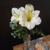 silkki amaryllis_tekokukka_viherviisikkokauppa.fi