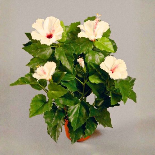 silkki kiinanruusu 42 cm valkoisilla kukinnoilla oleva tekokukka.